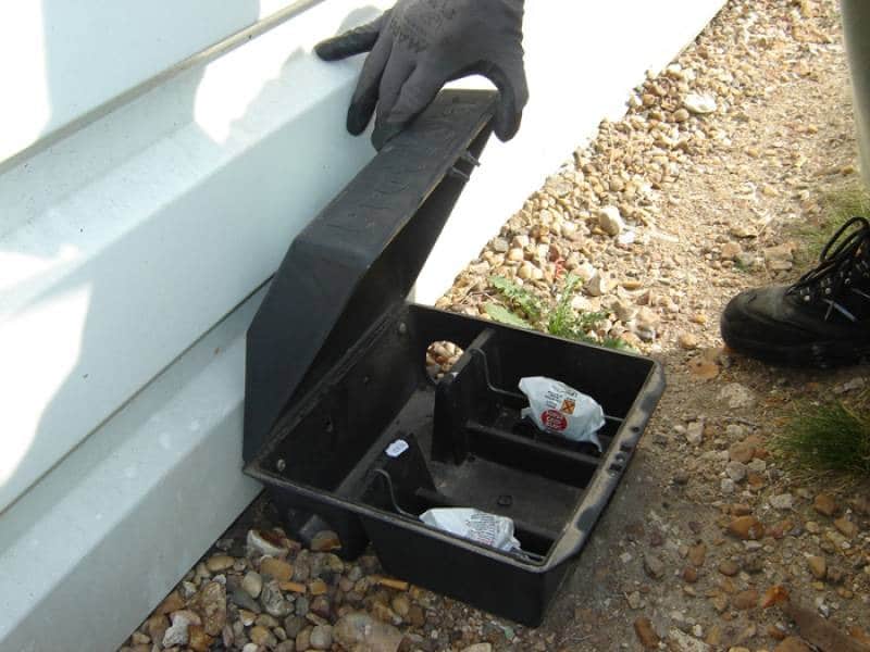 Expert en dératisation pour se débarrasser des rats à Mandelieu-la-Napoule